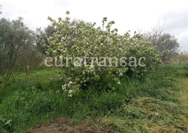 Terrain agricole de 6640 m²NL24025