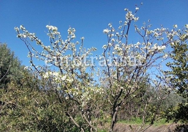 Terrain agricole de 6640 m²NL24025
